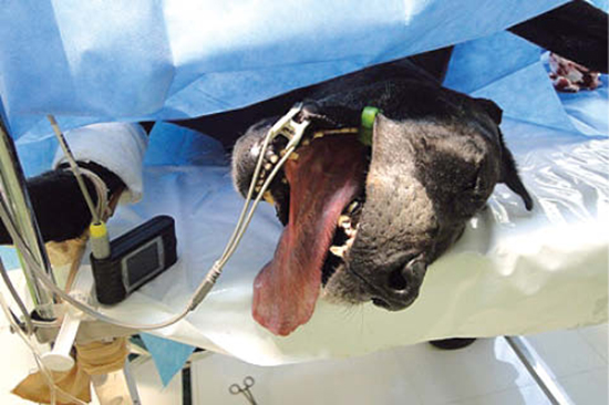 هزینه 50 میلیونی برای جراحی زیبایی حیوانات خانگی!