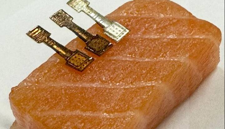 بررسی تازگی ماهی در عرض چند دقیقه