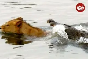 حمله ناگهانی یک کروکودیل به شیر در رودخانه!