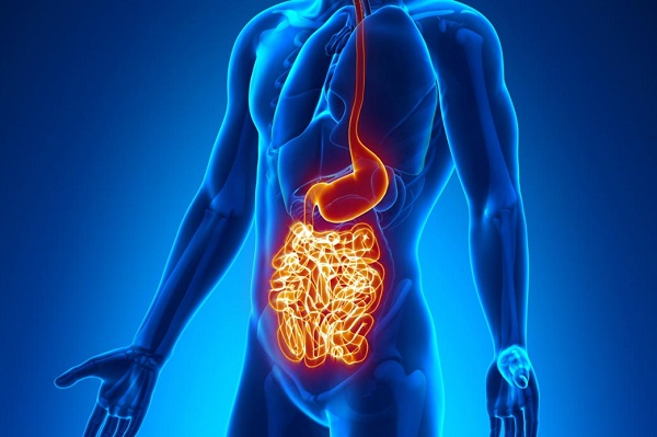 غذاهای مفید برای افرادی که دچار عارضه روده نشت پذیر هستند