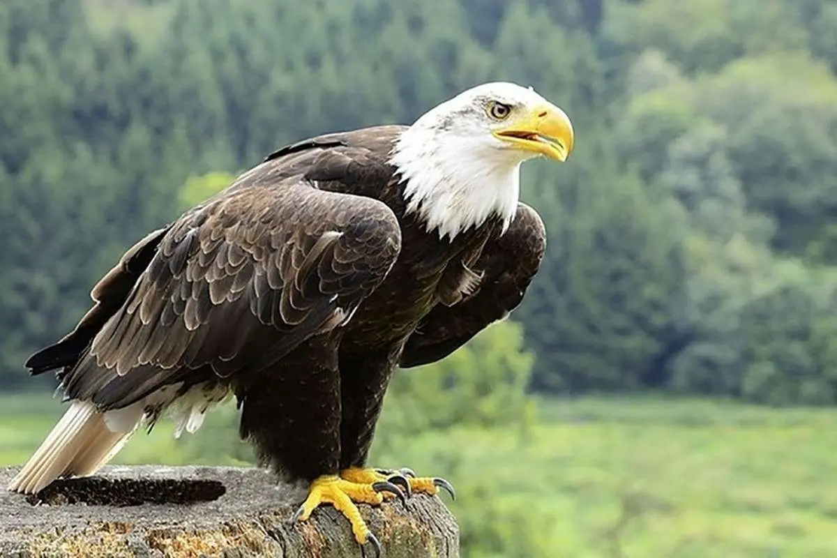 عقاب سرسفید در پس‌زمینه بازی گلف یک غاز را شکار کرد!