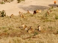 وقتی «فیل» به یک دسته بزرگ «شیر» یاد می دهد که سلطان جنگل چه کسی است!