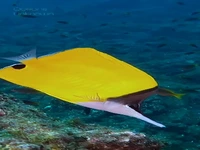 موچین پروانه ای زرد