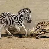 گورخر شجاع بچه‌اش را از حملات پلنگ نجات داد