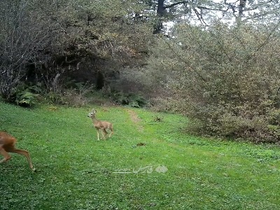 فیلم/ جست‌وخیز خانوادگی مرال‌ها در هیرکانی