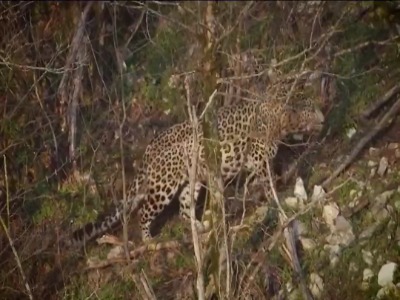 پلنگ باشکوه جنگلهای هیرکانی مازندران 