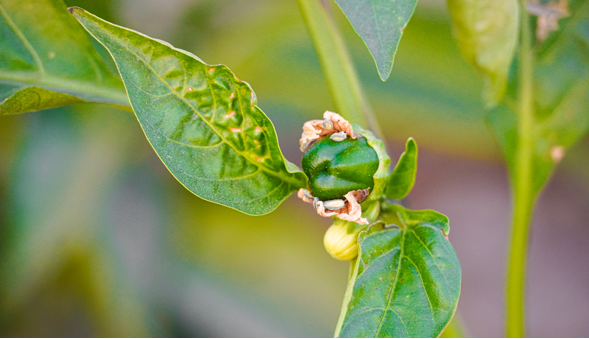 برداشت فلفل دلمهای مرغوب از مزارع شهرستان بندرعباس آغاز شد