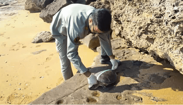 تلف شدن چهار لاک‌پشت پوزه‌عقابی در قشم