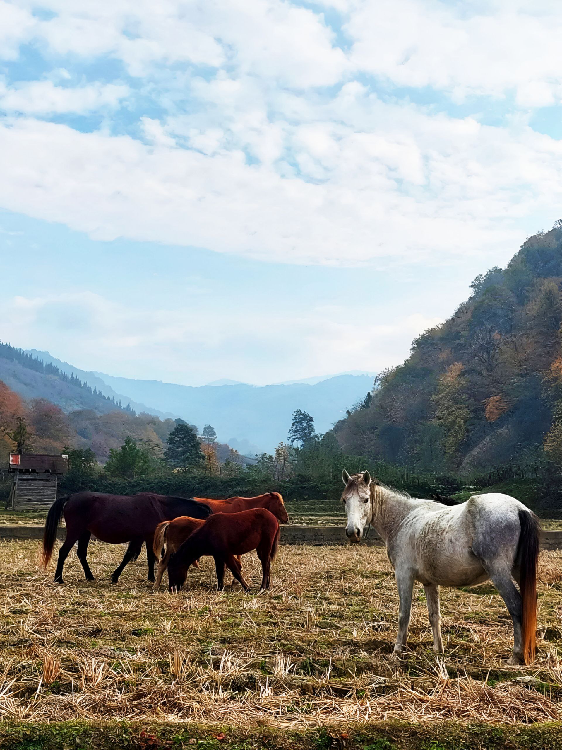 گردش اسب‌های وحشی در سوادکوه