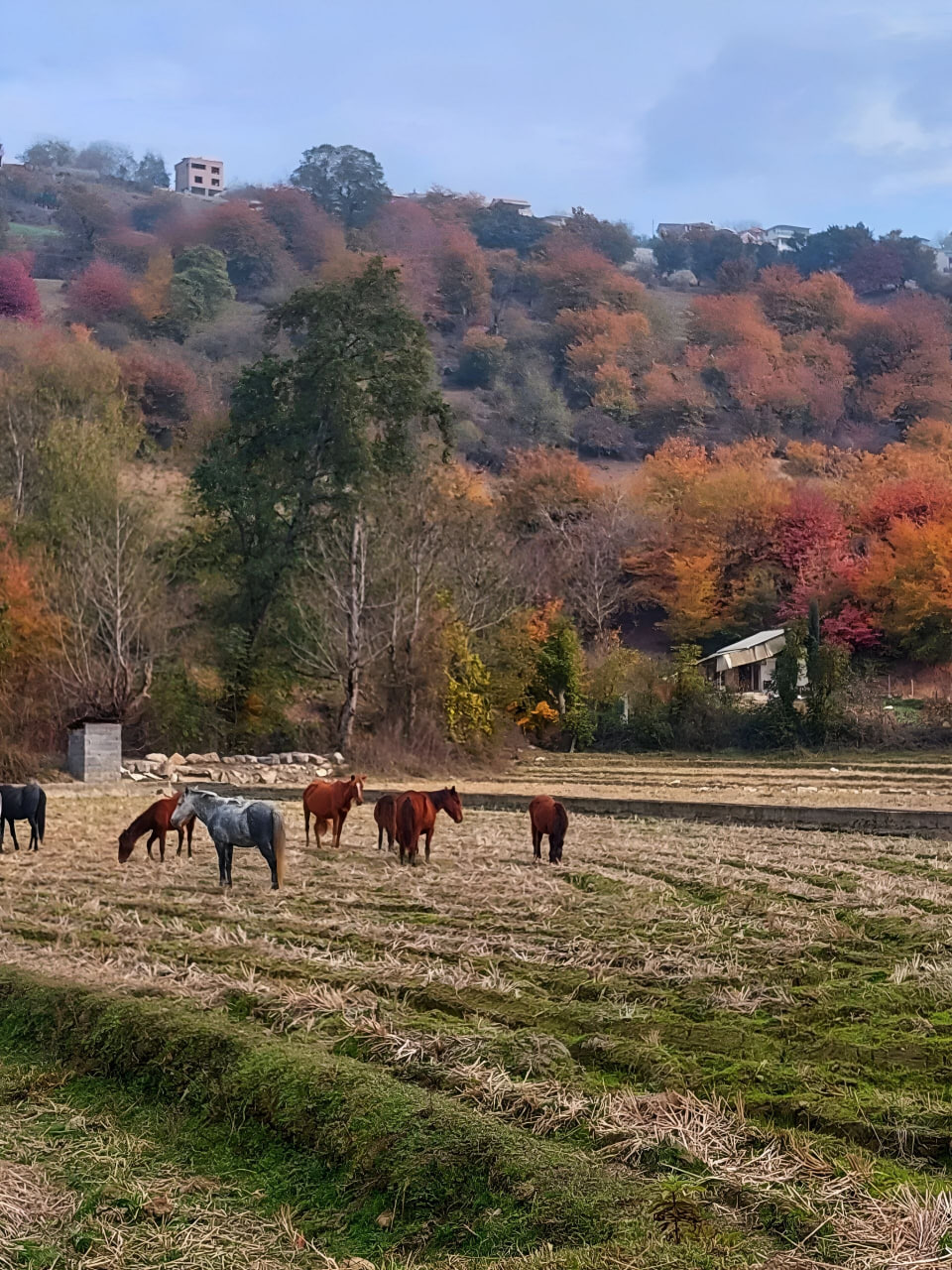 گردش اسب‌های وحشی در سوادکوه