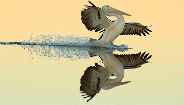 خطر شیوع آنفلوآنزای فوق‌حاد پرندگان در هرمزگان