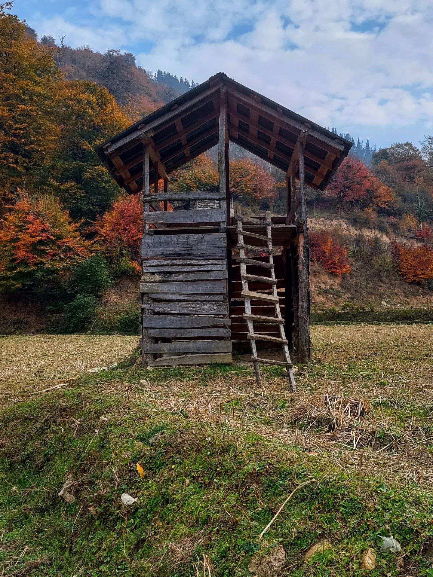گردش اسب‌های وحشی در سوادکوه