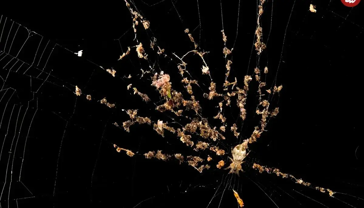 گوناگون/ شگفتی‌های بی‌پایان «تار عنکبوت»