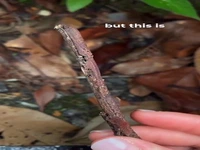 استتار جالب حشره به شکل شاخه درخت