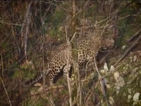 پلنگ باشکوه جنگلهای هیرکانی مازندران 