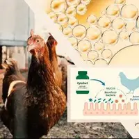 تولید نخستین مکمل آشامیدنی برای تقویت سیستم ایمنی مخاطی طیور در ایران و خاورمیانه