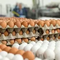 انتقاد سخنگوی اتاق اصناف از عملکرد ضعیف وزارت جهاد؛ تخم‌مرغ 100 درصد گران شد!