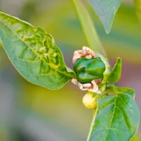 برداشت فلفل دلمه‌ای مرغوب از مزارع شهرستان بندرعباس آغاز شد