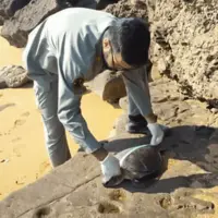 تلف شدن چهار لاک‌پشت پوزه‌عقابی در قشم