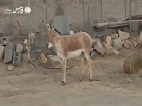 فیلم| مشاهده گورخر ایرانی در پارک ملی توران