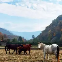 گردش اسب‌های وحشی در سوادکوه