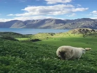 نیوزیلند؛ کشوری در جنوب غربی اقیانوس آرام