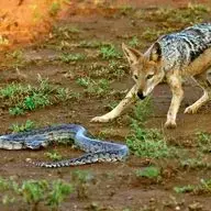 شجاعت دیدنی مار پیتون در برابر شغال های گرسنه!