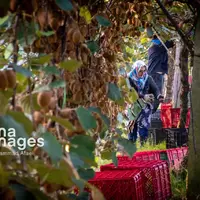 روزهای شیرین صادرات کیوی بهکام کشاورزان مازندرانی