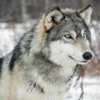 گرگ‌ها باهوش‌تر از آن هستند که فکر می‌کردیم !