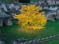 یکی از قدیمی‌ترین گونه‌های درخت روی زمین