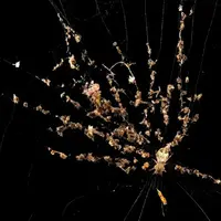 گوناگون/ شگفتی‌های بی‌پایان «تار عنکبوت»