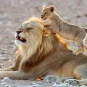  سلطان جنگل و مراقبت از توله ها