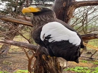 این عقاب فقط میتواند 30 دقیقه در روز پرواز کند 