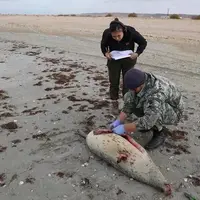 مرگ مرموز فکهای خزر؛ هشدار مشترک برای ایران و دیگر کشورهای ساحلی