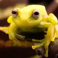 فرار معجزهآسای قورباغه درختی از چنگ مار