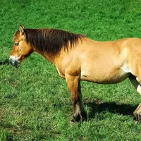 گوناگون/ دلیل ایستاده خوابیدن اسب ها چیست؟!