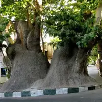 چنار دو هزار ساله محلات