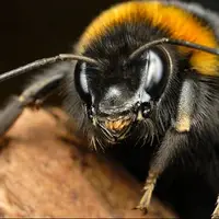 خوش‌بینی میان زنبورها مسری است!