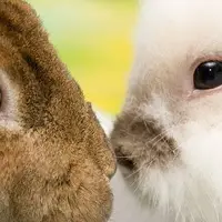 بینایی عجیب خرگوش