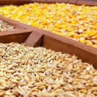 حاجی‌آباد رکورددار تولید ذرت هرمزگان شد