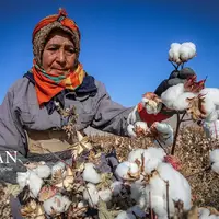 برداشت پنبه از مزارع خراسان‌شمالی