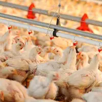 وزیر جهاد: اخراج کارگران افغانی 1700 تومن بر روی قیمت مرغ تاثیر گذاشته است!