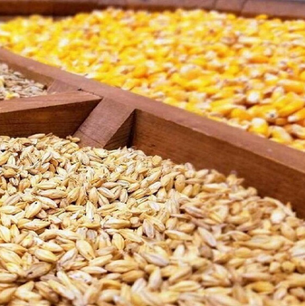 حاجیآباد رکورددار تولید ذرت هرمزگان شد