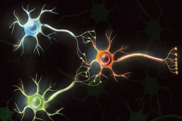 دانشمندان از سلولهای مغز انسان رایانه میسازند