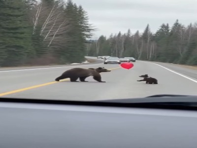 لحظه بامزه در جاده جنگل؛ بازی بچه خرس با بادکنک