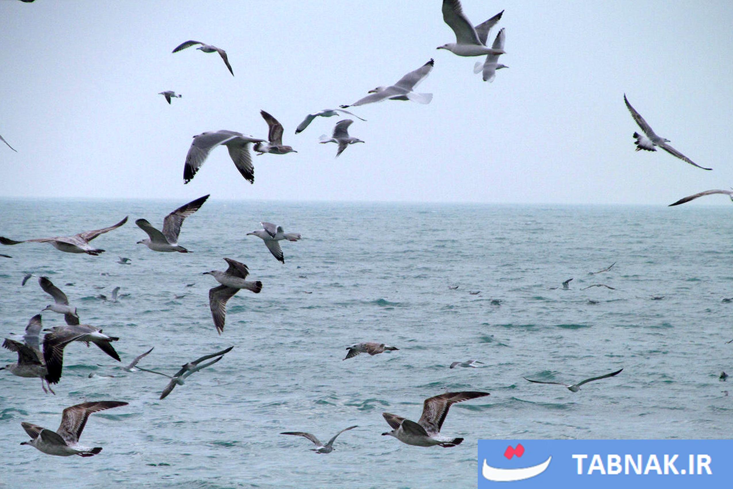  بوشهر؛ گذرگاهی میان تاریخ کهن و زیبایی‌های ساحل جنوب