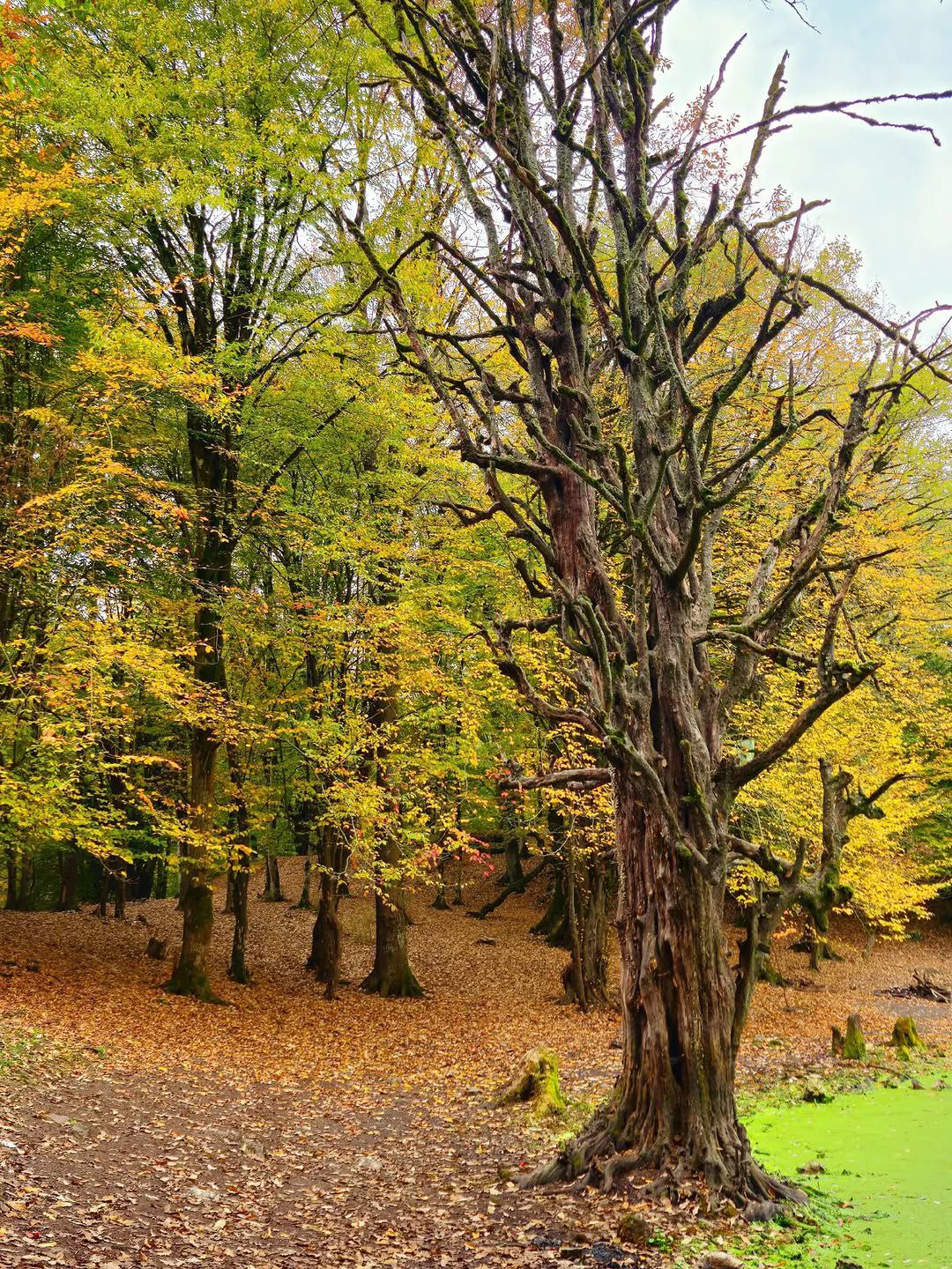 مرداب هسل در مازندران