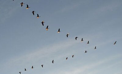 آغاز ورود پرندگان مهاجر به کرمانشاه