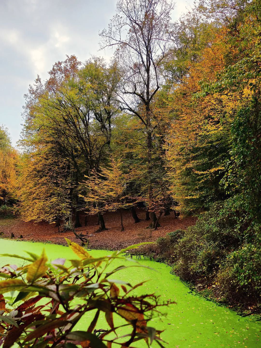 مرداب هسل در مازندران