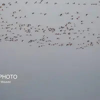 وضعیت «قرمز» هوا در ۶ شهر خوزستان